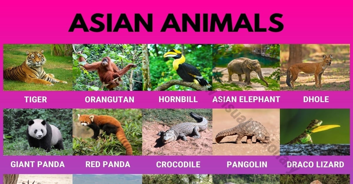 Asian Animals Useful List of 35 Animals Found in Asia Visual Dictionary