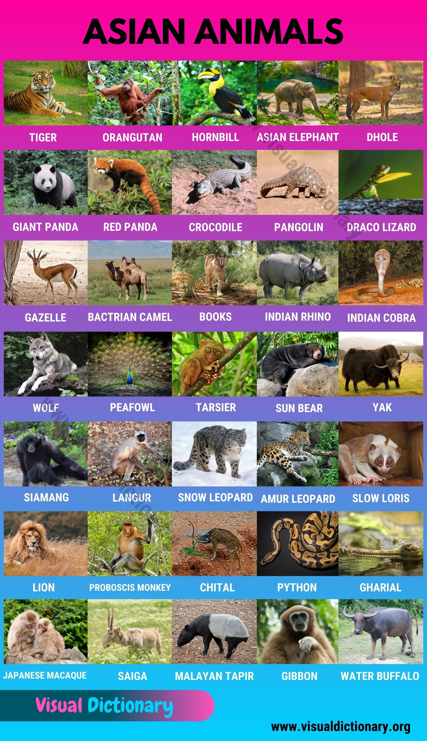Asian Animals Useful List of 35 Animals Found in Asia Visual Dictionary