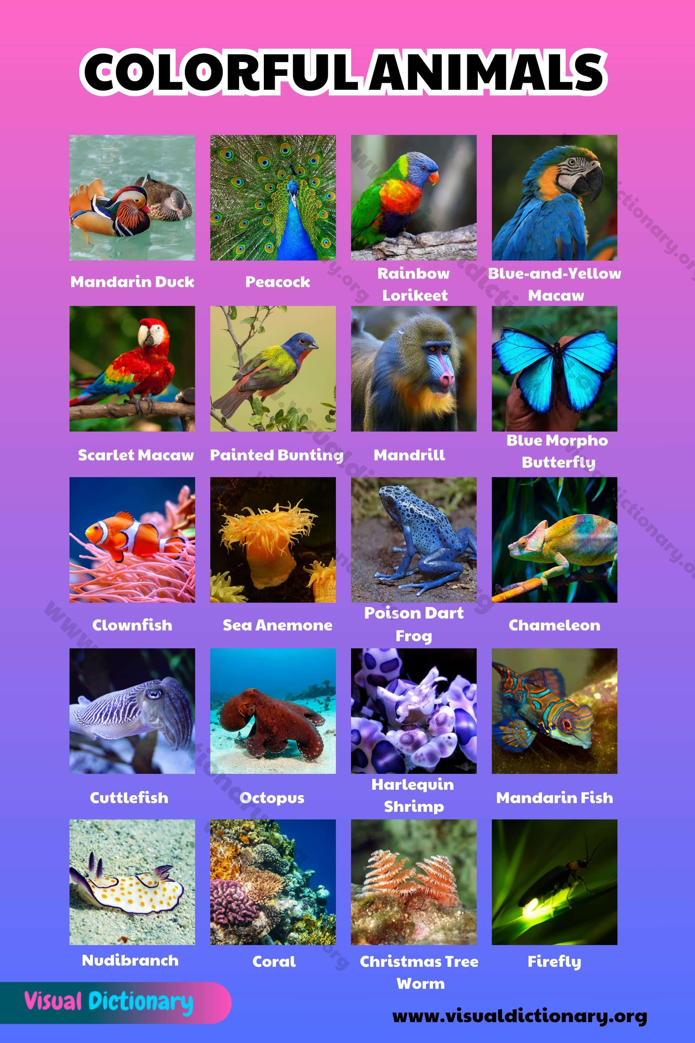 Animal Color Names