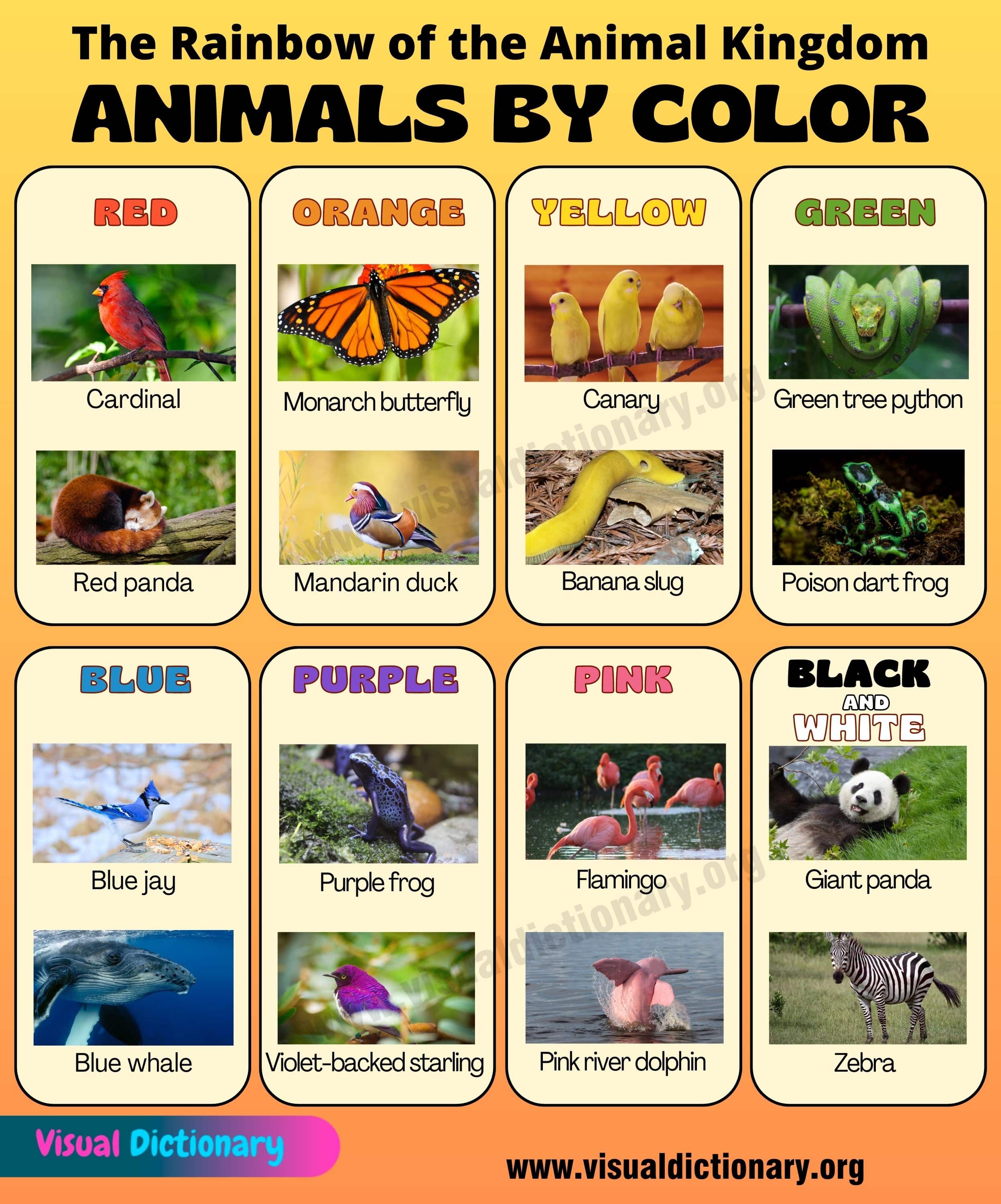 Animal Color Names