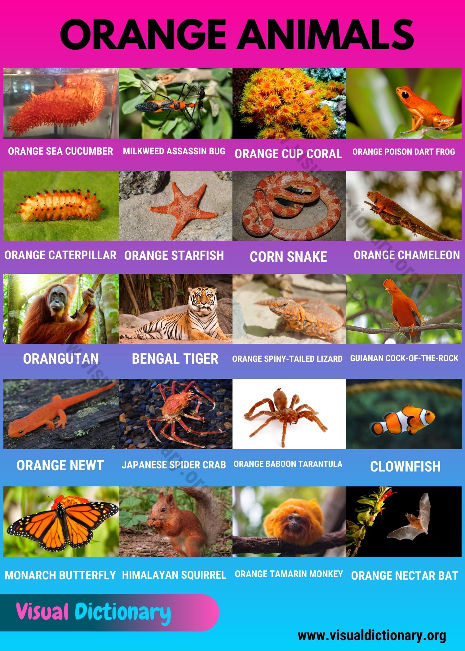 10 Lovely Orange Animals Nan Pipestem Wildlife Rehabilitation Center