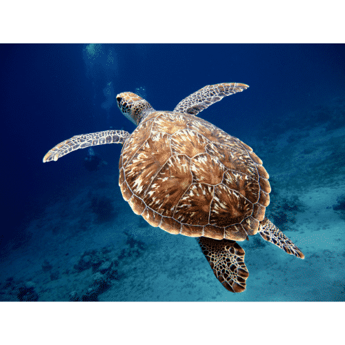 Florida Wildlife List of 20 Animals That Live In Florida with