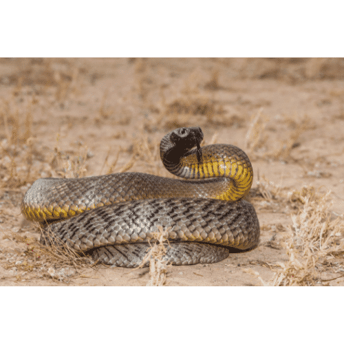 Florida Wildlife List of 20 Animals That Live In Florida with