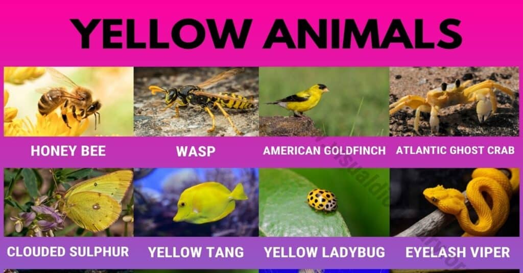 Yellow Animals List of 20+ Interesting Yellow Animals in Nature