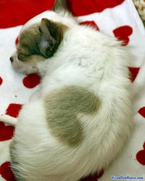 Valentines Day Heart Puppy VisualFunHouse