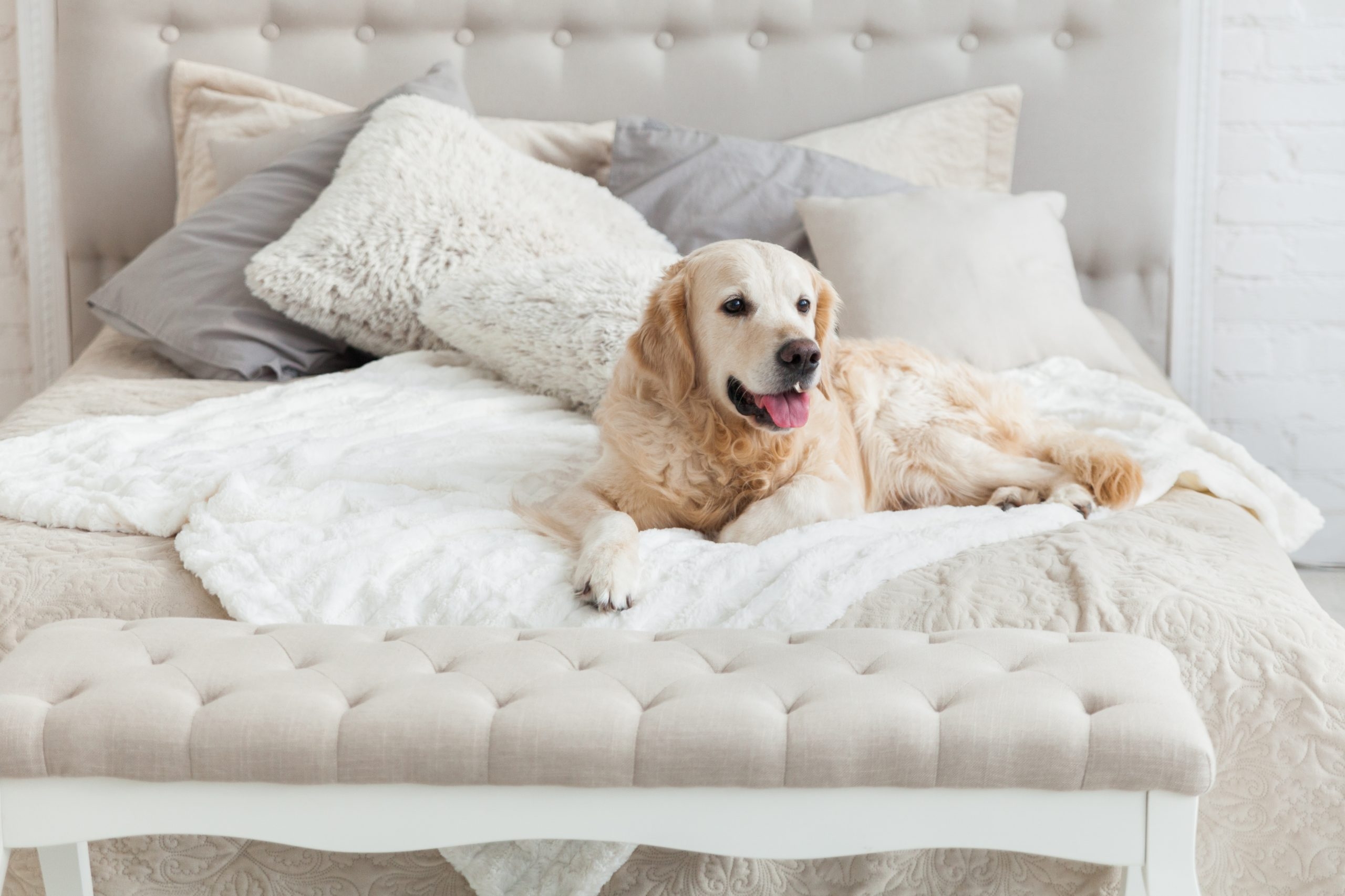 7 Ways To Make Your Home PetFriendly VisualHunt
