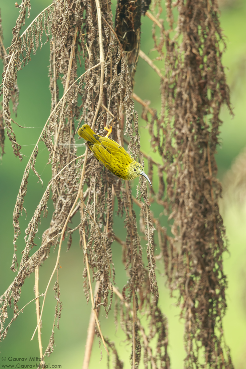 Bird Photography Tips For Making Your Subject Stand Out