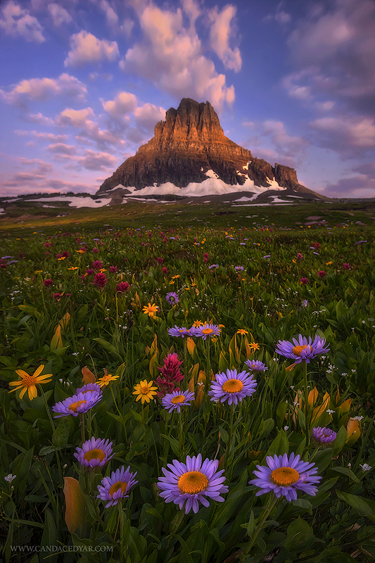 Tips for Stunning Wildflower Photos