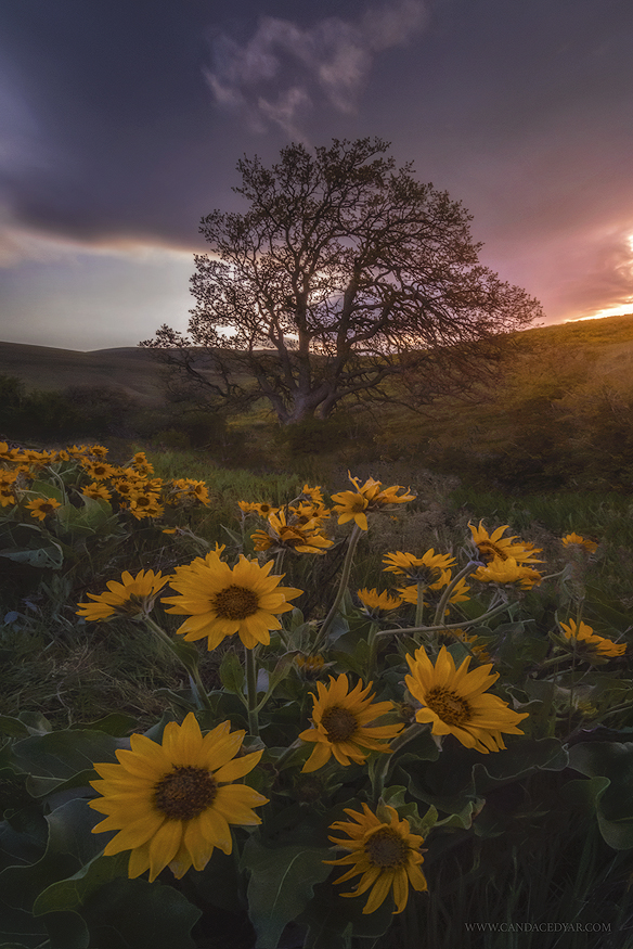 Tips for Stunning Wildflower Photos