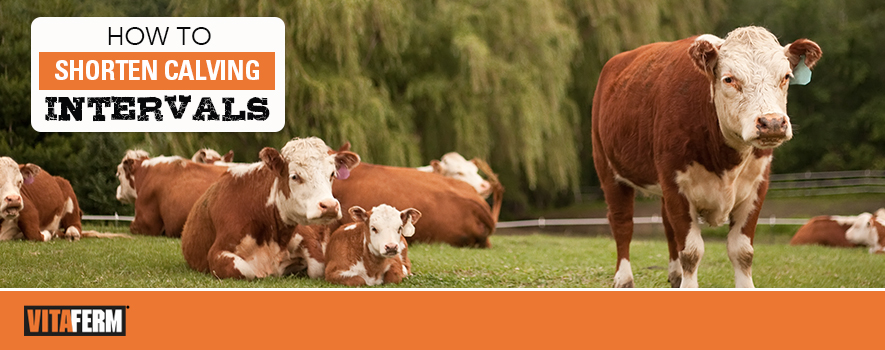 How to Shorten Calving Intervals VitaFerm