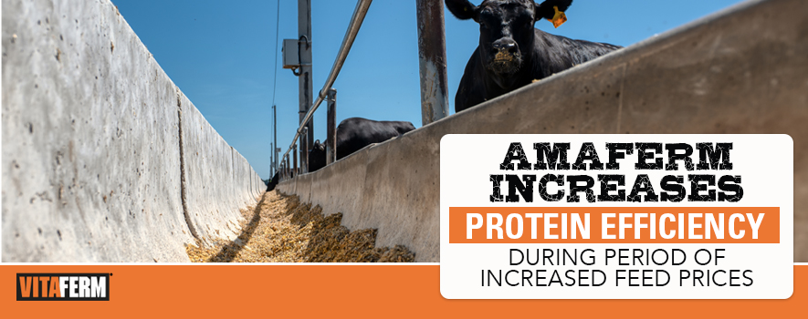 Amaferm Increases Protein Efficiency during period of Increased Feed