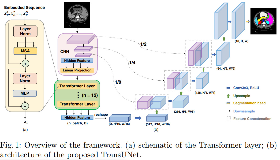 Transformers Make Strong Encoders for Medical Image Segmentation