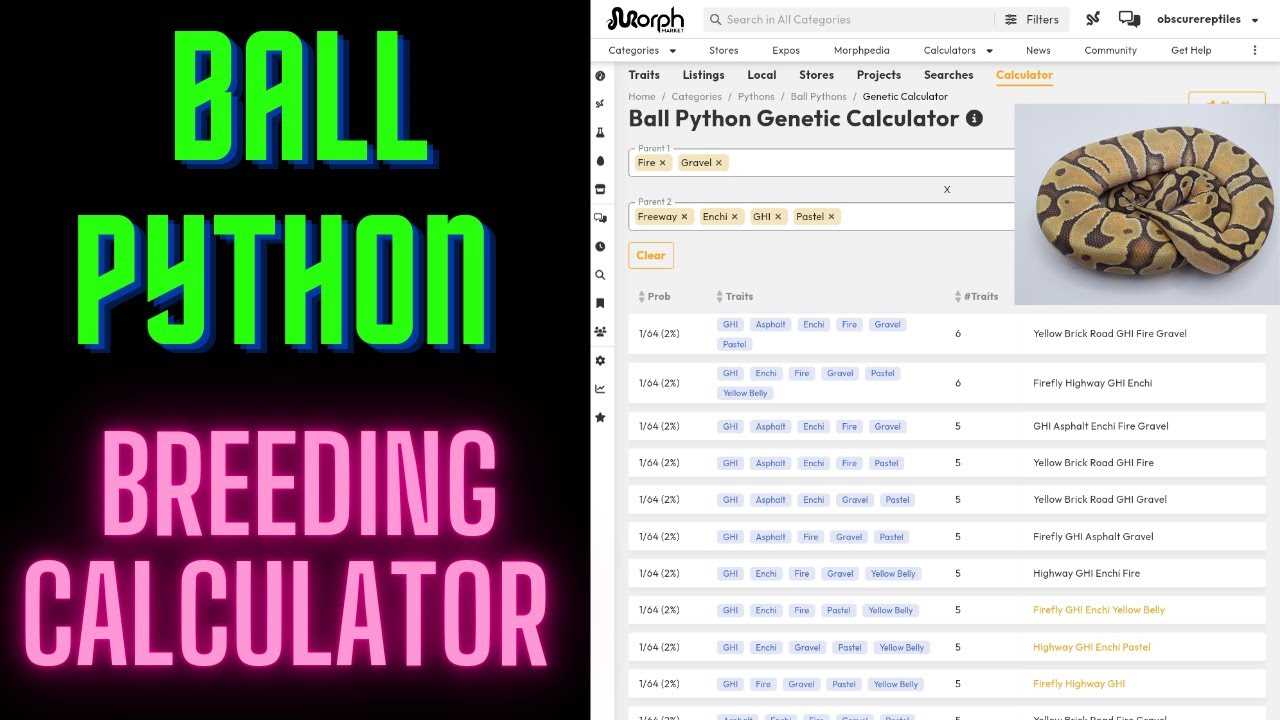 Ball Python Breeding Calculator Predicting Breeding Vital Frog