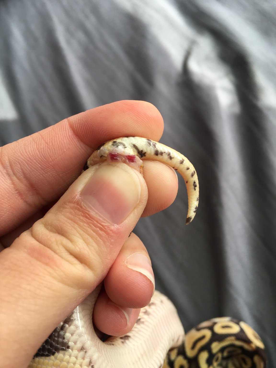 Understanding the Tail of Female Ball Pythons Important Facts and