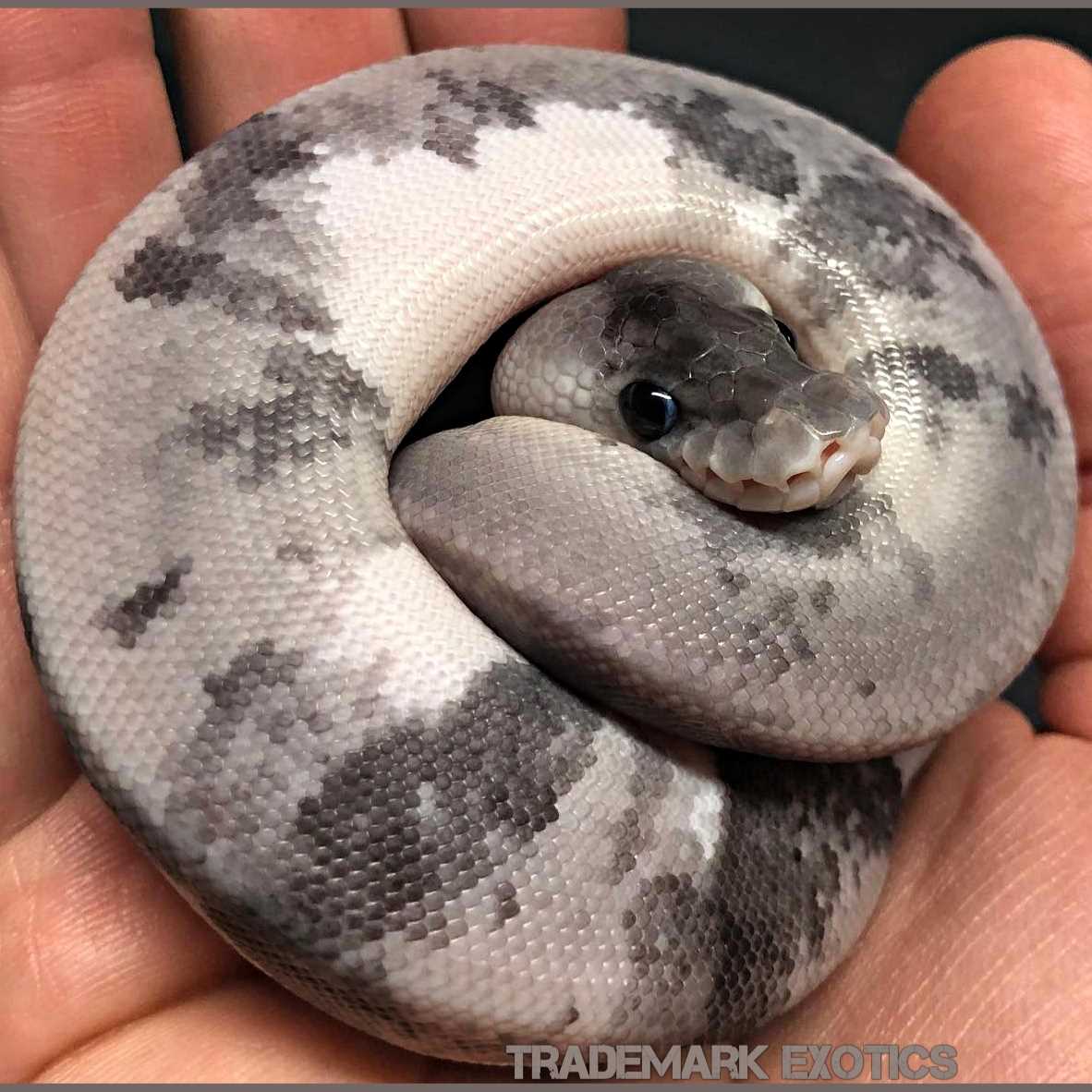 Urban Camo Ball Python The Perfect Reptile Pet for Modern City