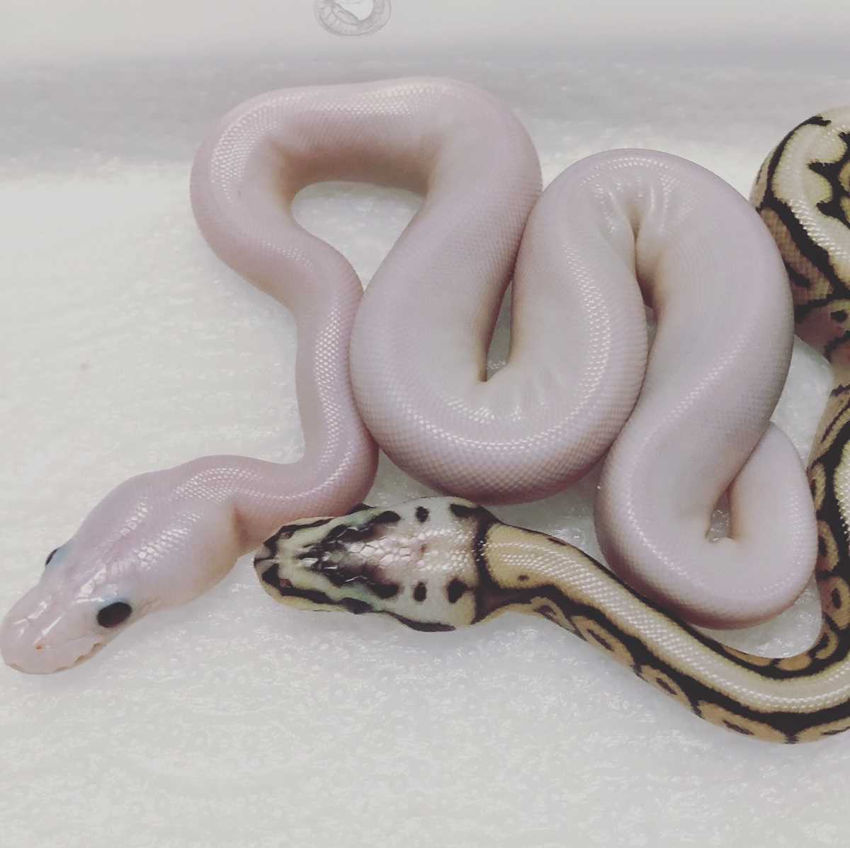 White Wedding Ball Python and Unique Snake! Vital Frog