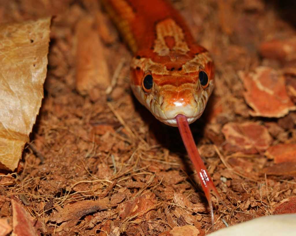 Corn Snake Head Exploring the Fascinating Features of Corn Snake