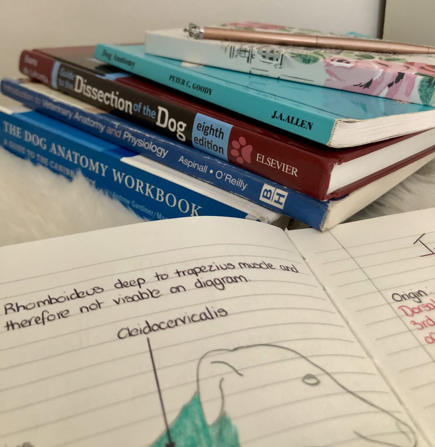 Anatomy Books Vitality Vet Physio