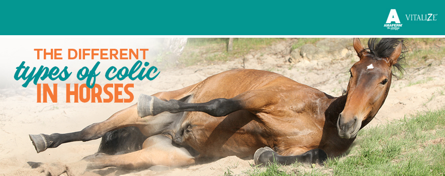 The Different Types of Colic in Horses Vitalize