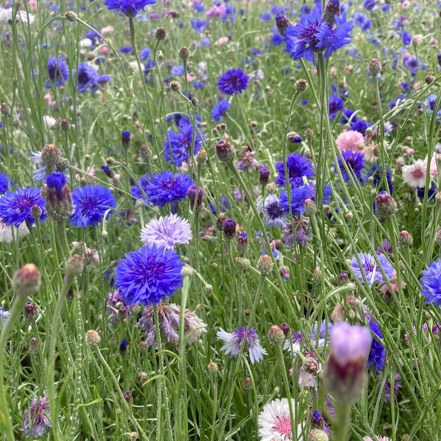 Cornflower Mixed Vital Seeds
