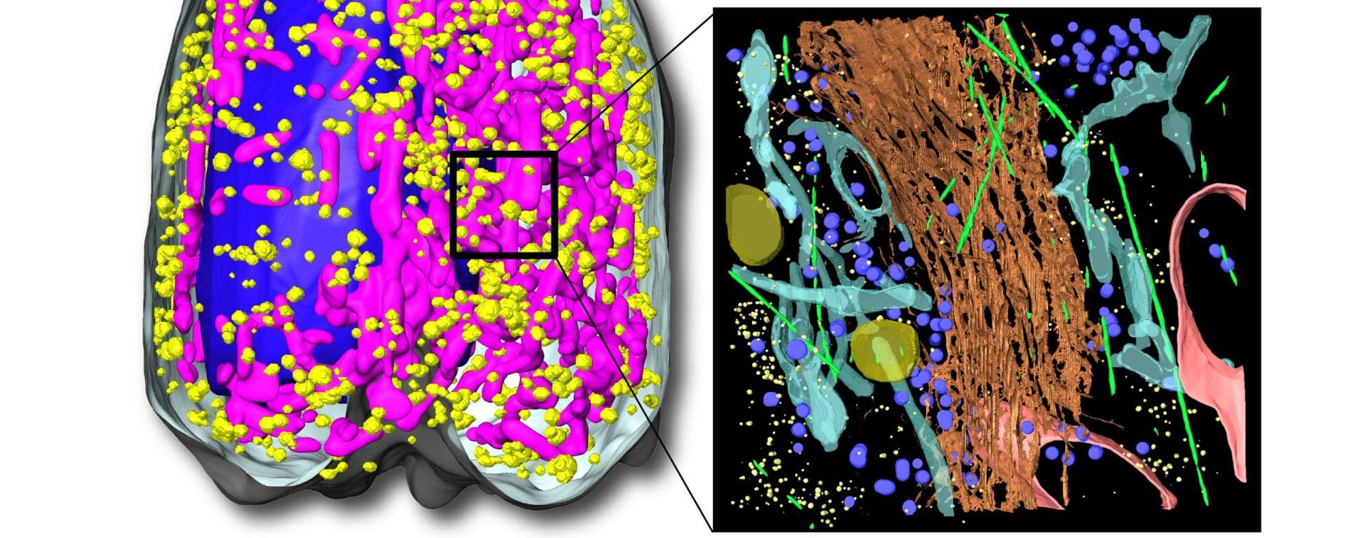 If You Can't See Inside a Cell, Let the Math Look For You! USC Viterbi School of Engineering
