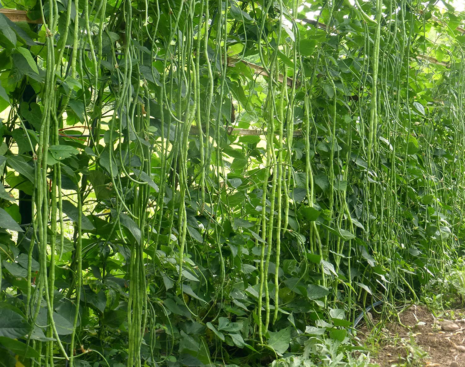 മീറ്റർ പയർ YARD LONG BEANS Vithubank