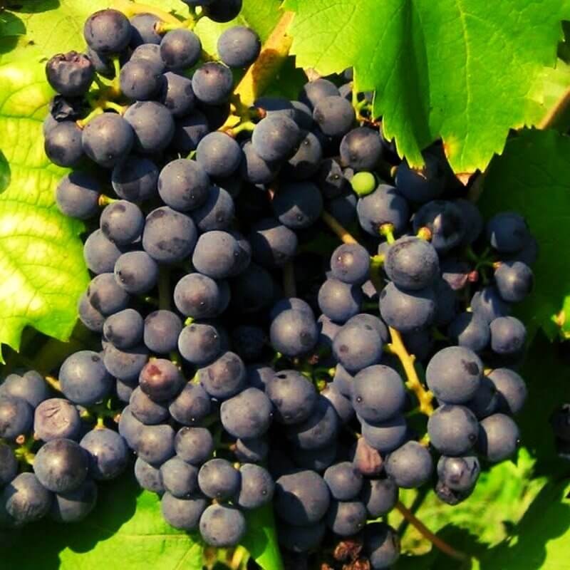 Baco Noir Vente en ligne de pied de vigne Viticabrol