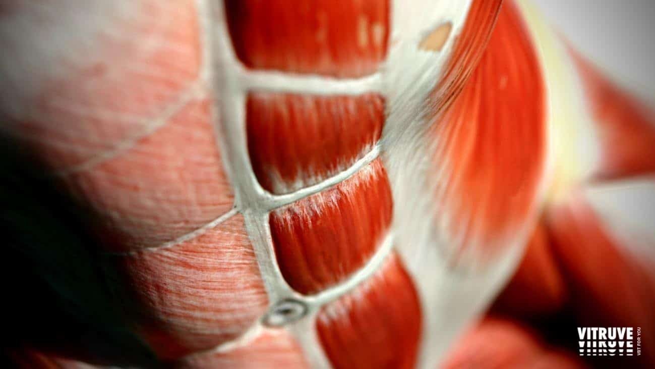 Core Training Definition And Performance Vitruve