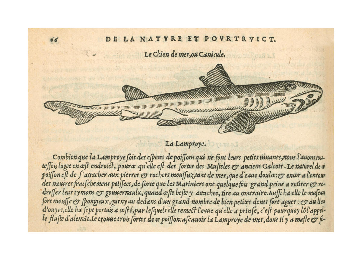 Dogfish Shark Drawing