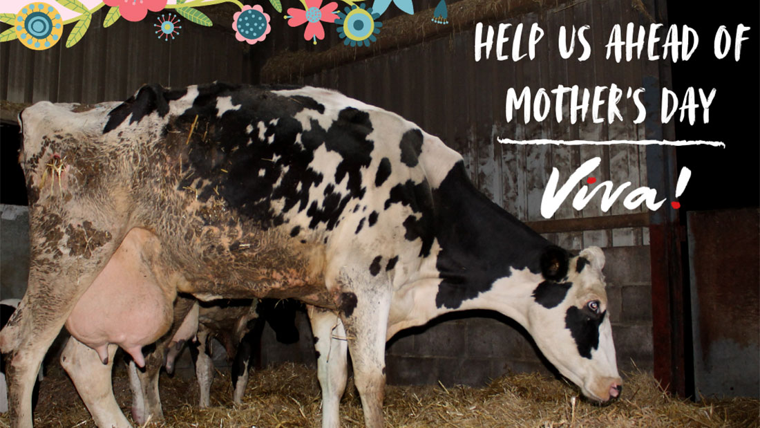 Everything You Need to Know About How Mother's Are Exploited for Dairy