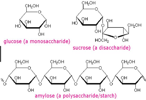 Polysaccharide Vs. Disaccharide Vs. Monosaccharide 12 Major