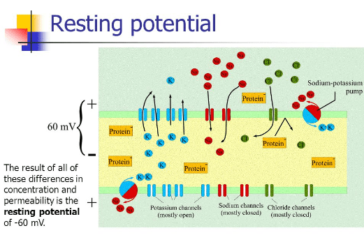 8 Major Difference Between Action Potential And Resting Potential