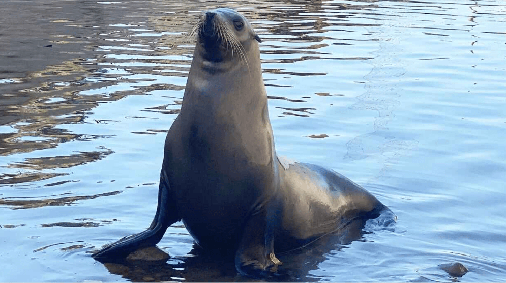 Difference Between Sea Lions And Seals VIVA DIFFERENCES