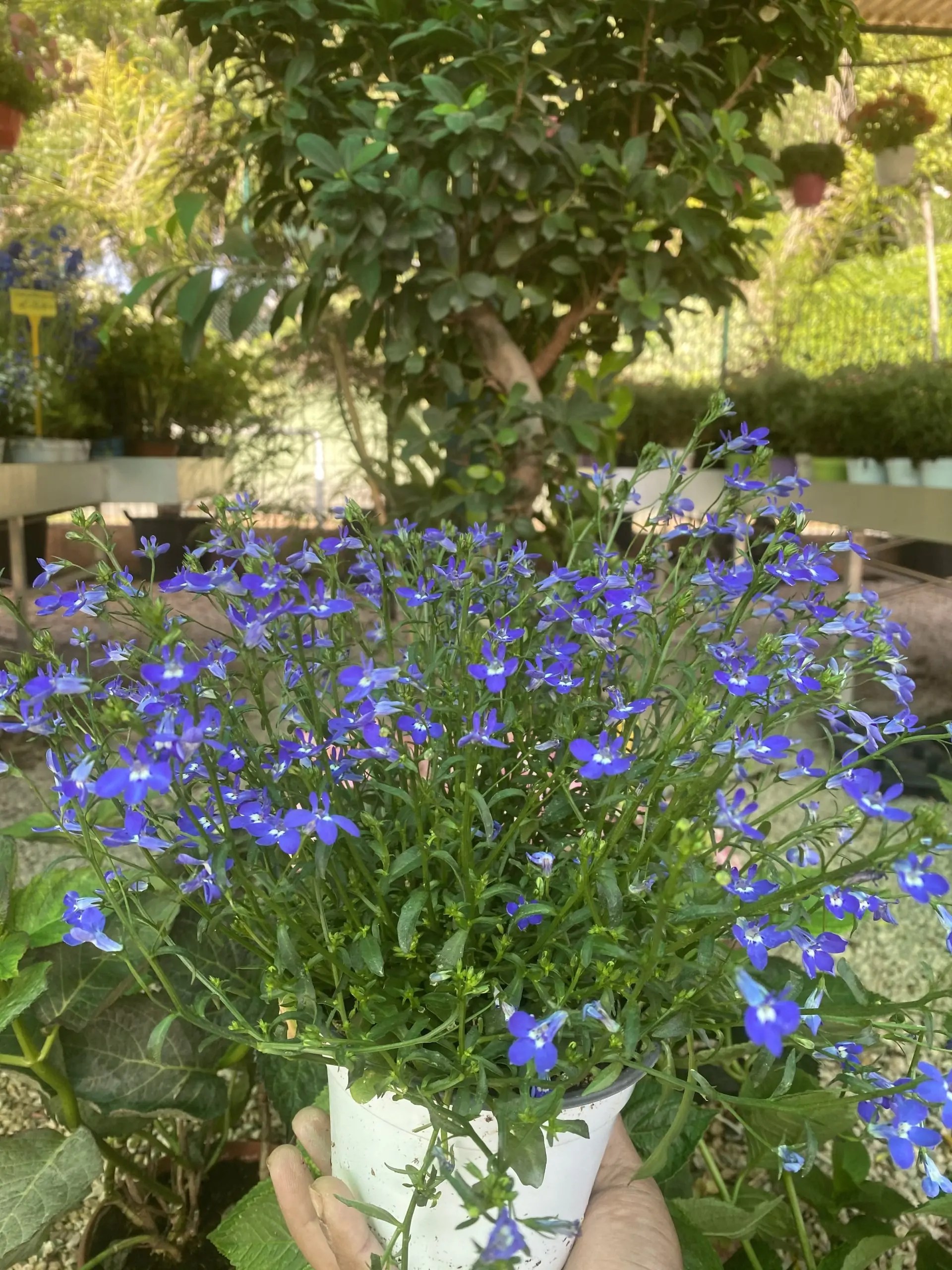 Lobelia Vivaio Roma Garden