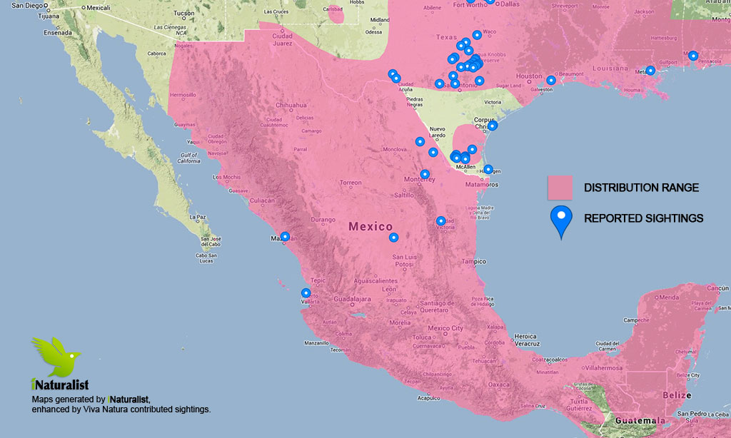 Painted bunting Viva Natura field guide