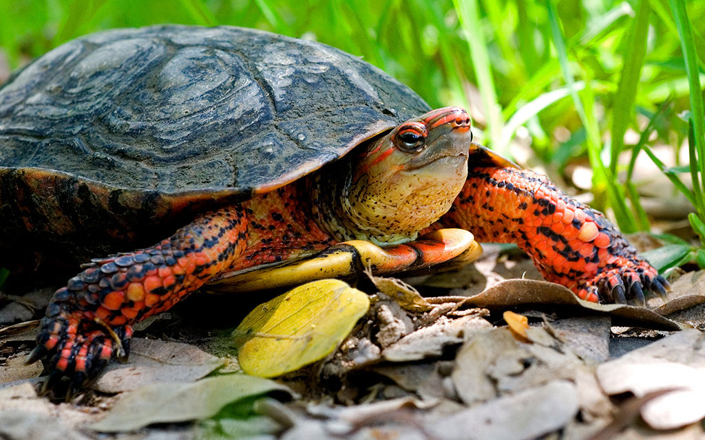 West Mexican wood turtle Viva Natura field guide