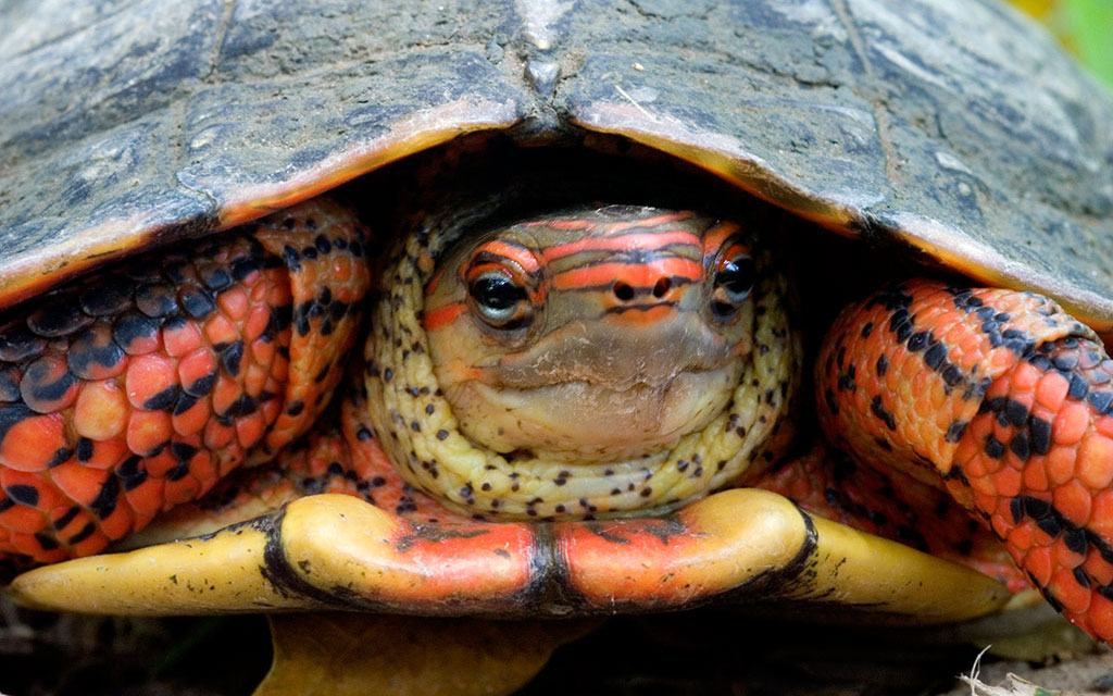 West Mexican wood turtle Viva Natura field guide