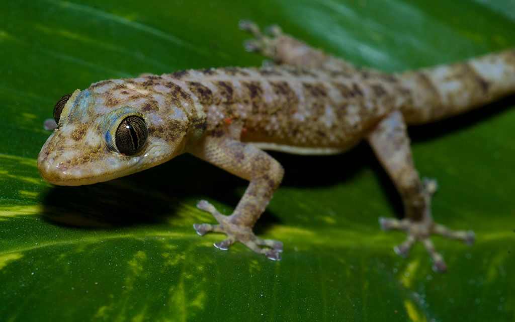 Michoacán leaftoed gecko Viva Natura field guide