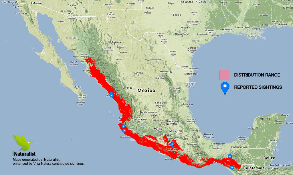 Mexican beaded lizard Viva Natura field guide