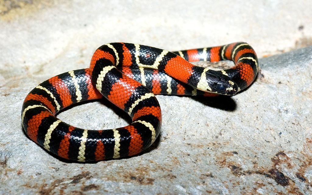 Ruthven's kingsnake Viva Natura field guide
