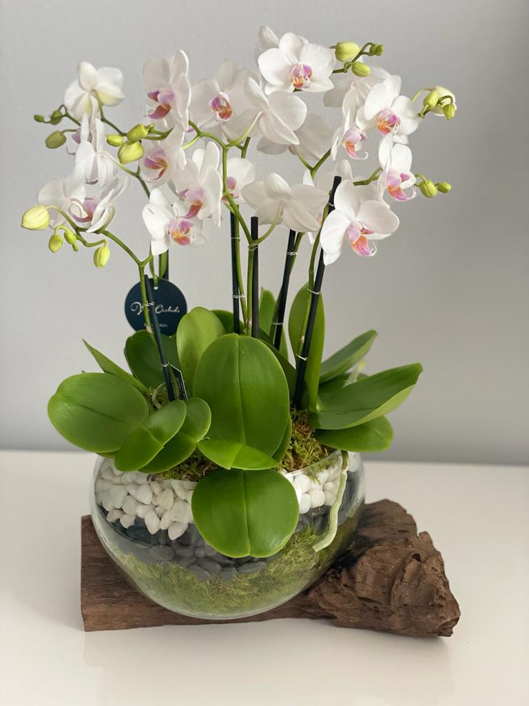 Florist Boca Raton Same Day Delivery