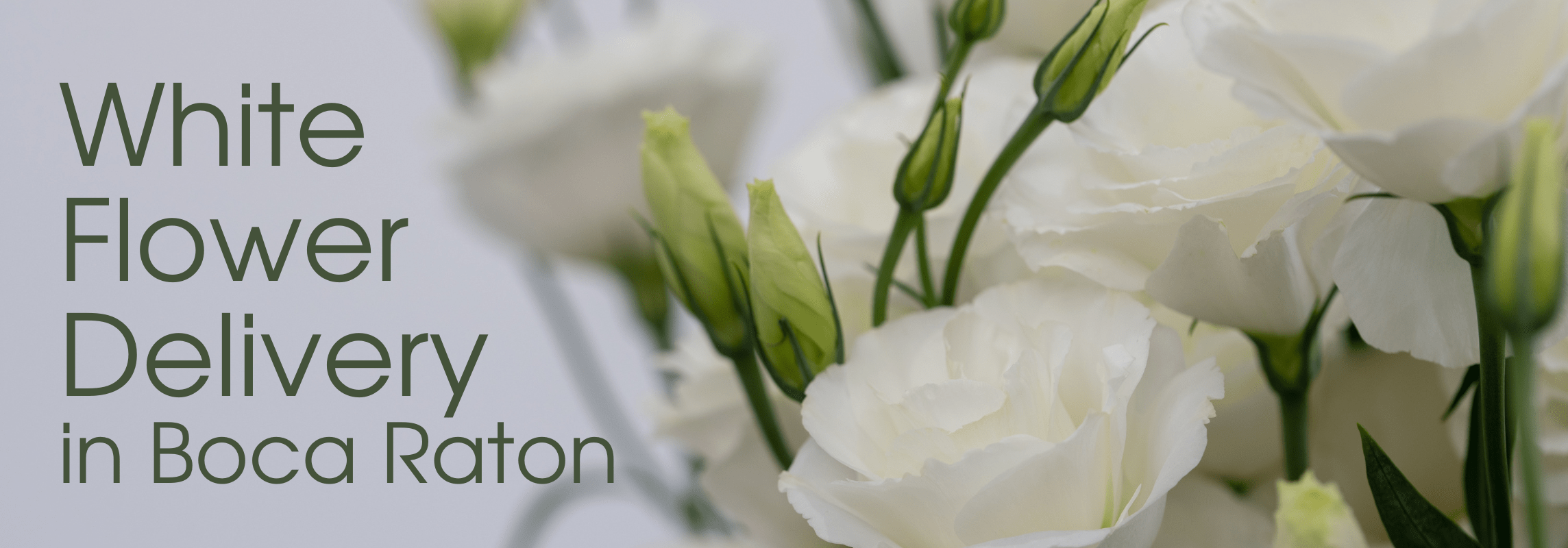 White Flowers Delivery in Boca Raton Viva Orchids