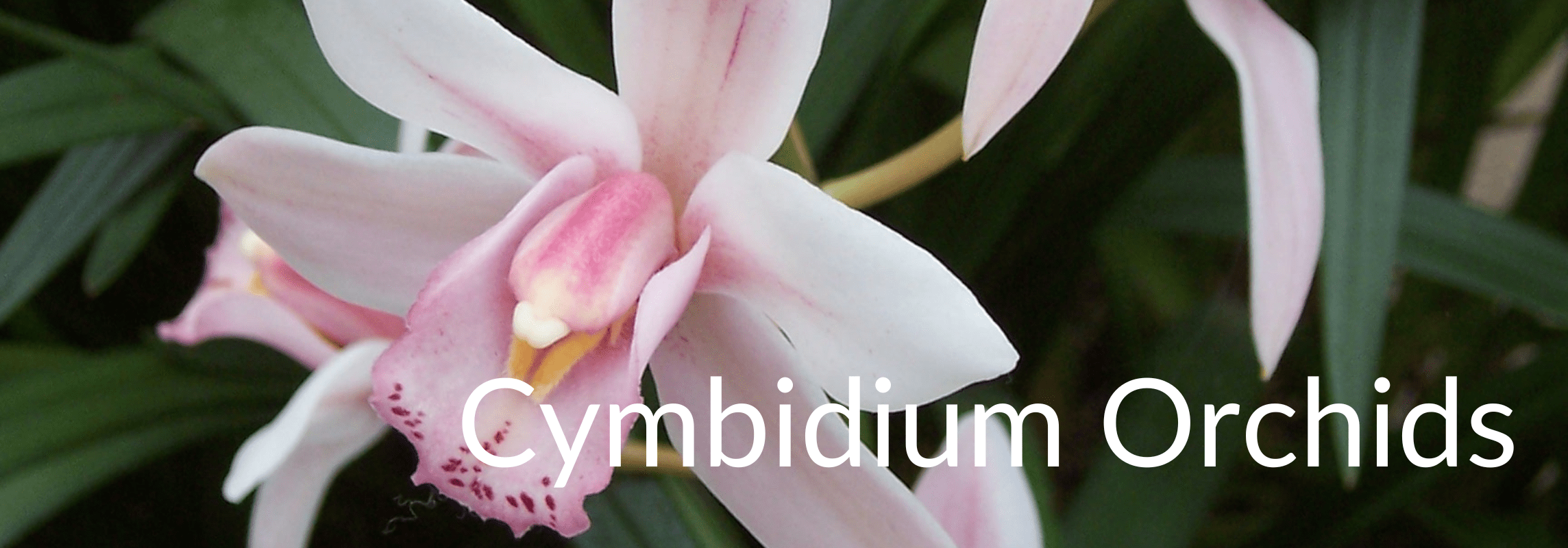 Cymbidium Orchids Viva Orchids