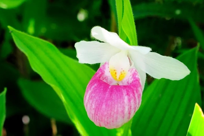 The Fascinating World of Wild Orchids Adaptations and Habitats Viva
