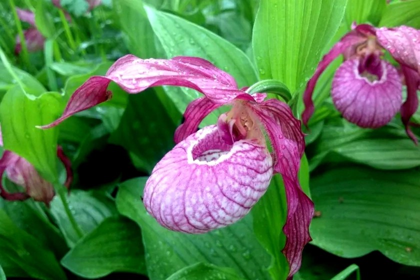 The Fascinating World of Wild Orchids Adaptations and Habitats Viva