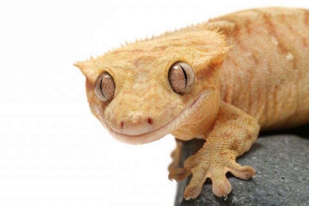 Crested Gecko Vivarium Setup Vivarium World
