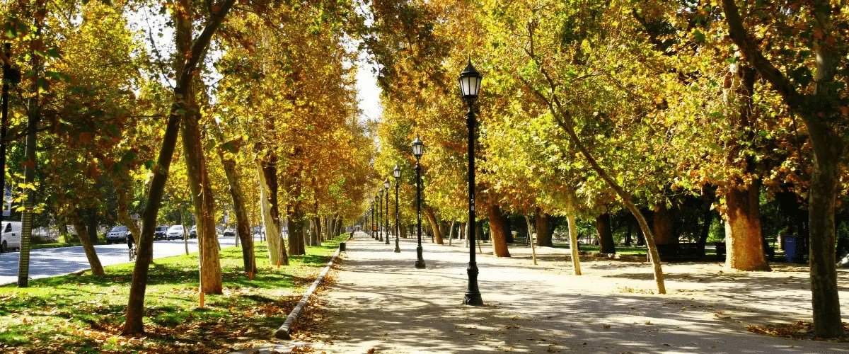 How Urban Trees Improve Air Quality And Combat Climate Change Viva Trees