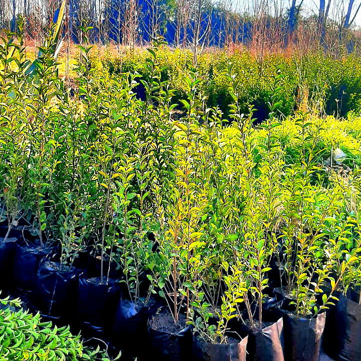 Ligustrina (Mediana) x200 Vivero Chillan Árboles y Plantas Ornamentales