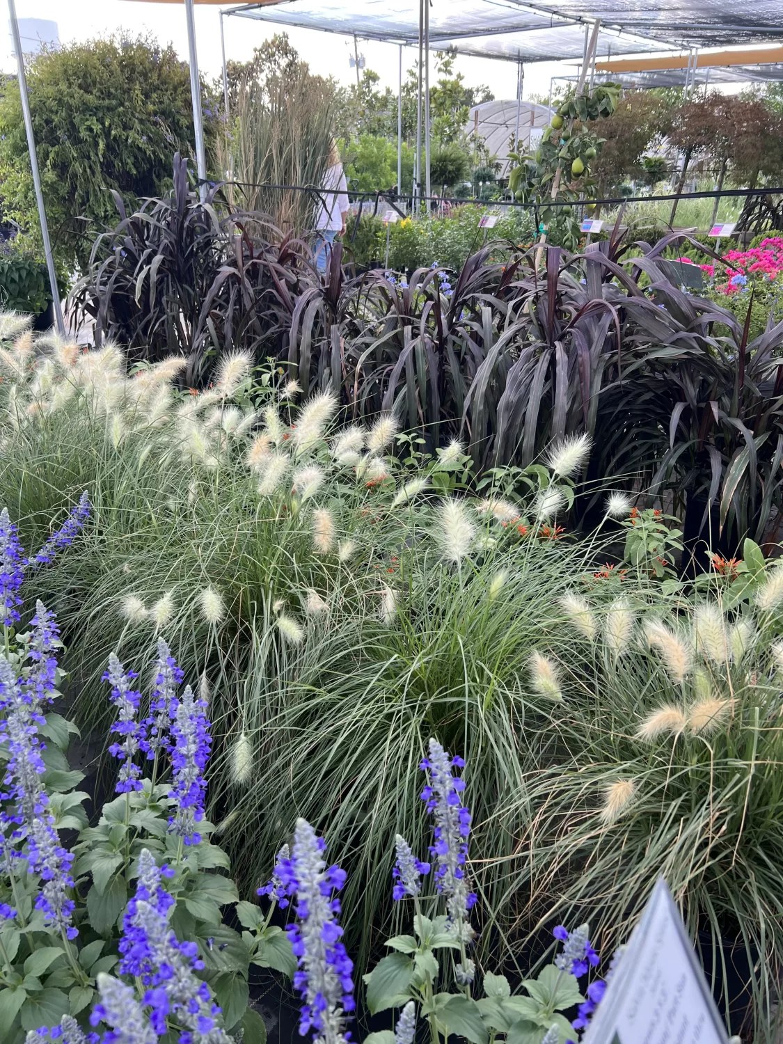 It's Ornamental Grass Season in Austin Vivero Growers Nursery