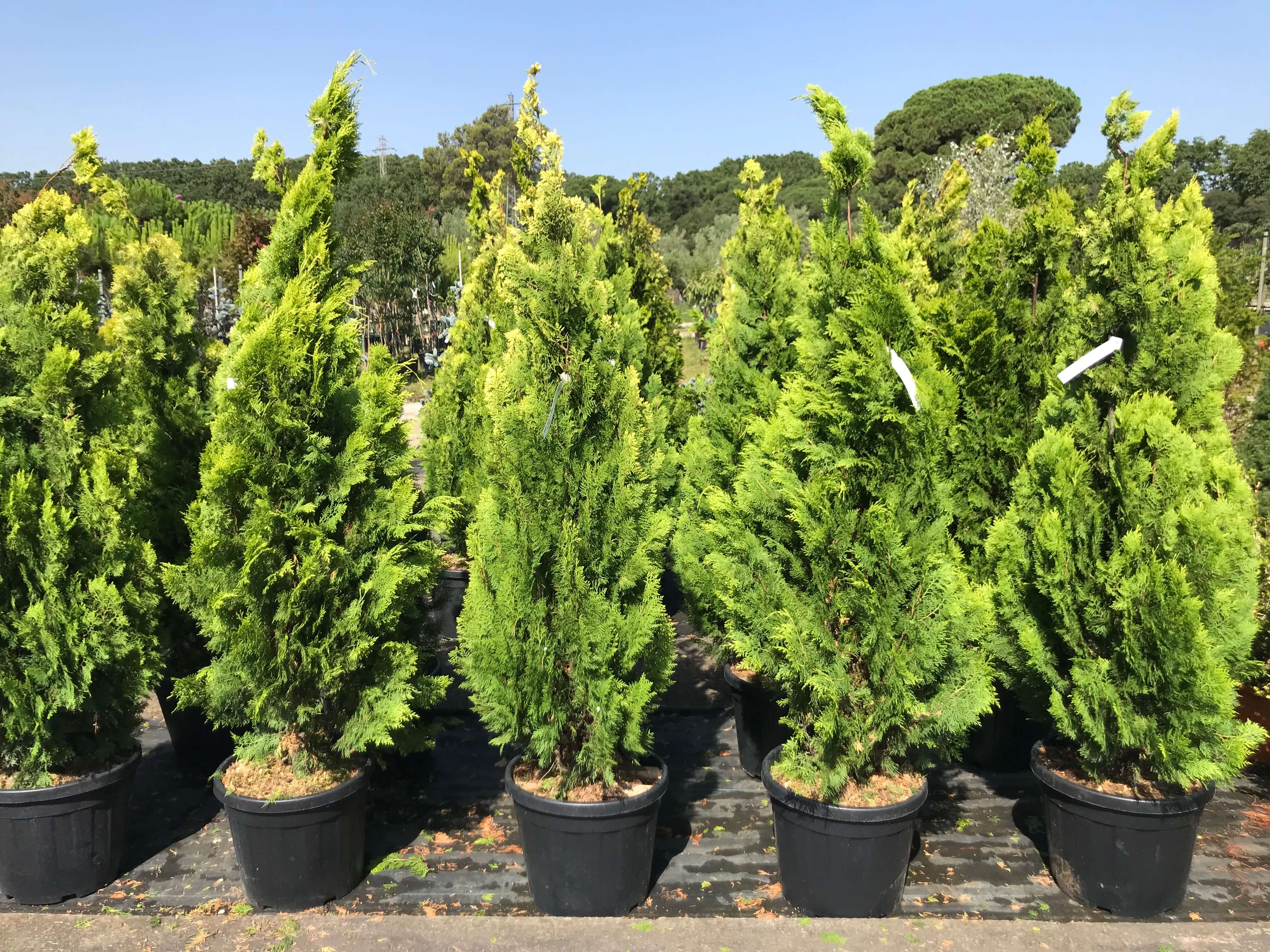 Arbustos Viveros de Cardedeu